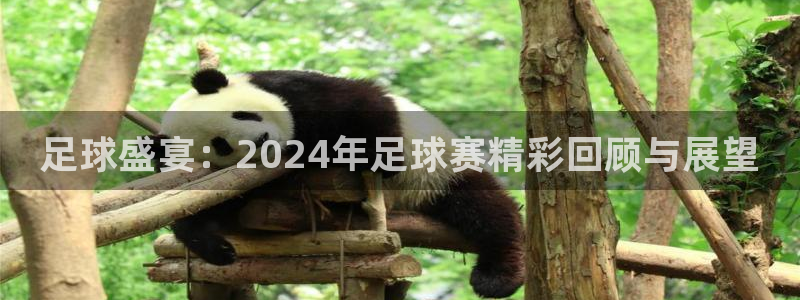 足球盛宴：2024年足球赛精彩回顾与展望